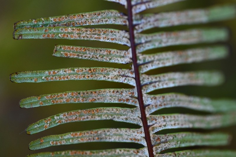 Clothed Umbrella Fern photo 3