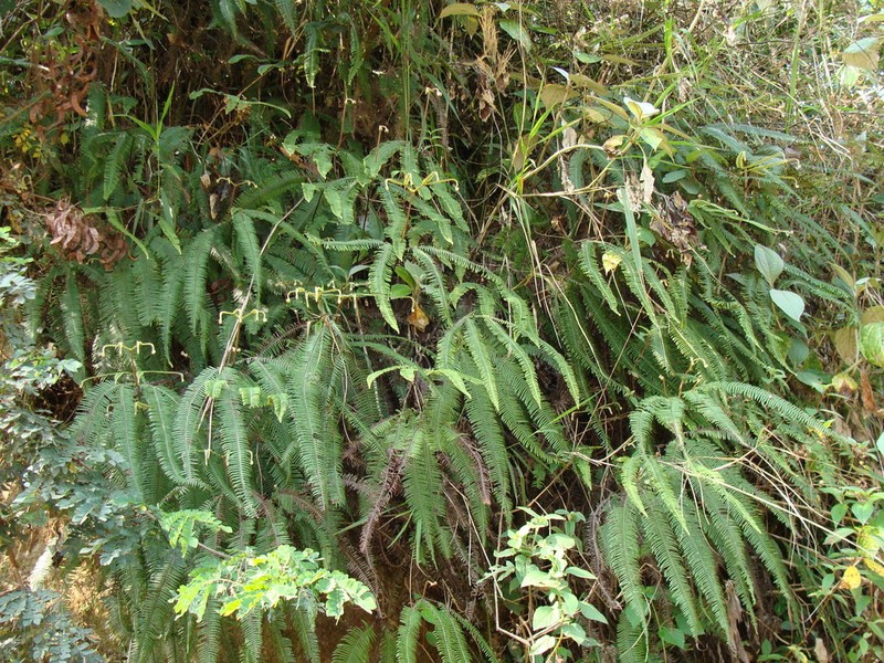Clothed Umbrella Fern photo 4