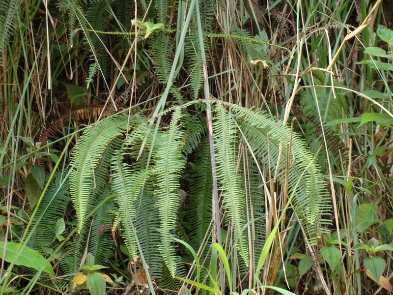 Clothed Umbrella Fern photo 5