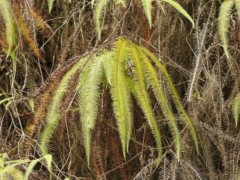 Clothed Umbrella Fern photo 6