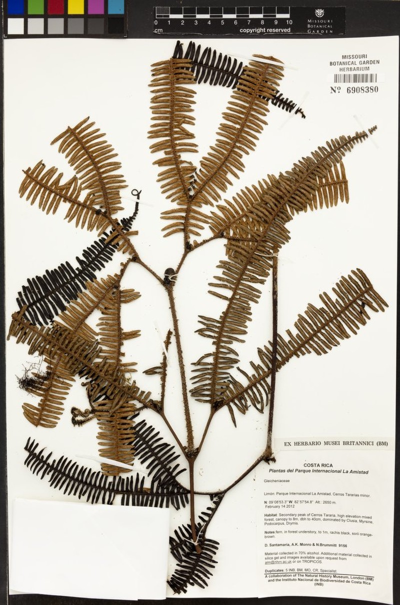Sticherus fuscus