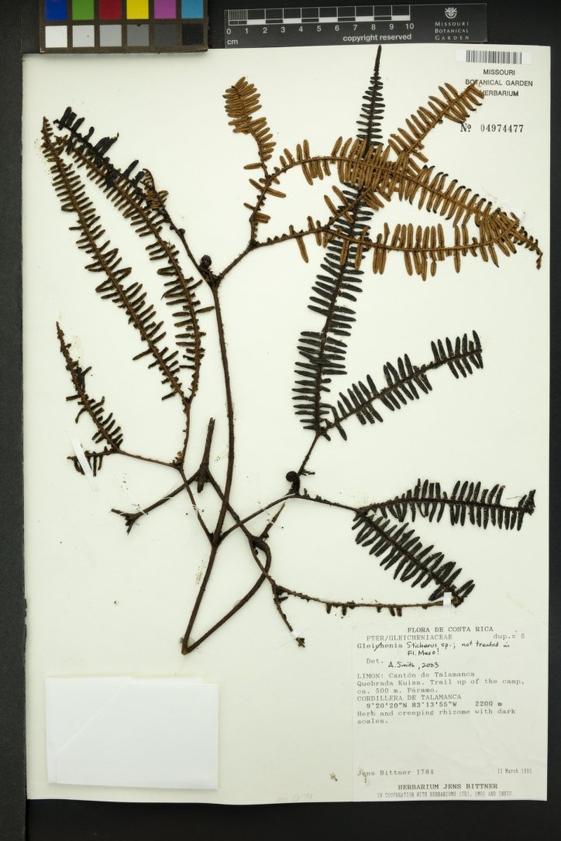 Sticherus fuscus photo 2