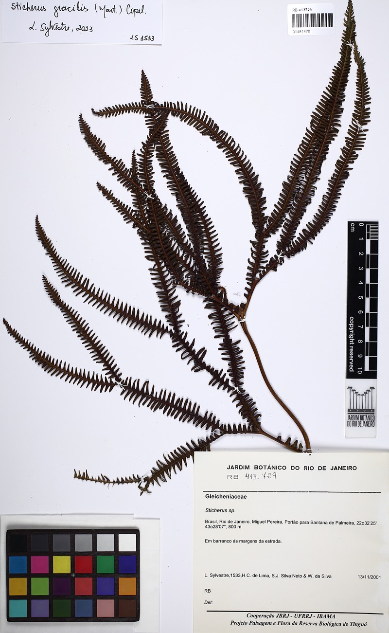 Sticherus gracilis