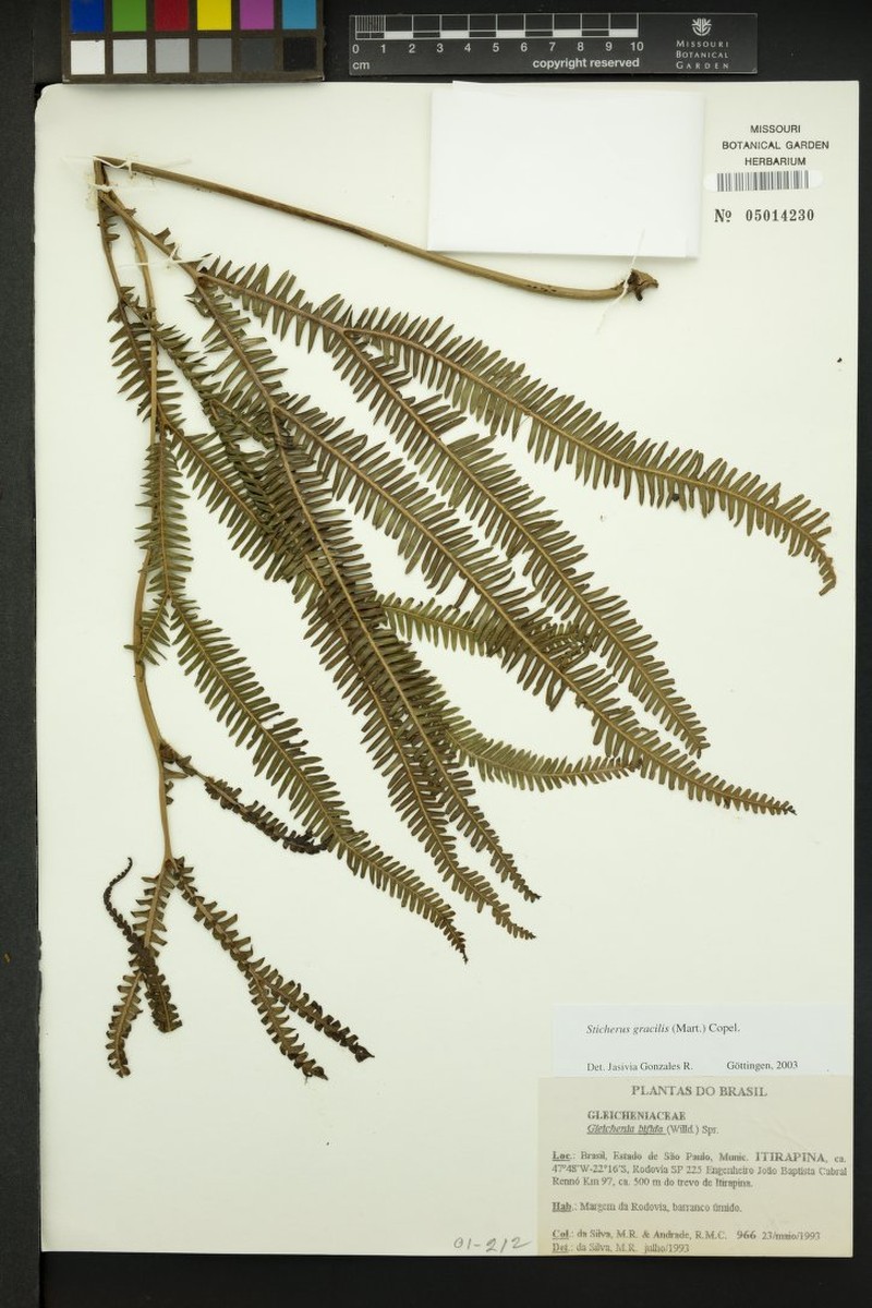 Sticherus gracilis photo 2