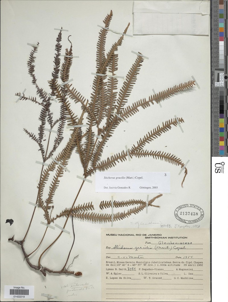 Sticherus gracilis photo 3