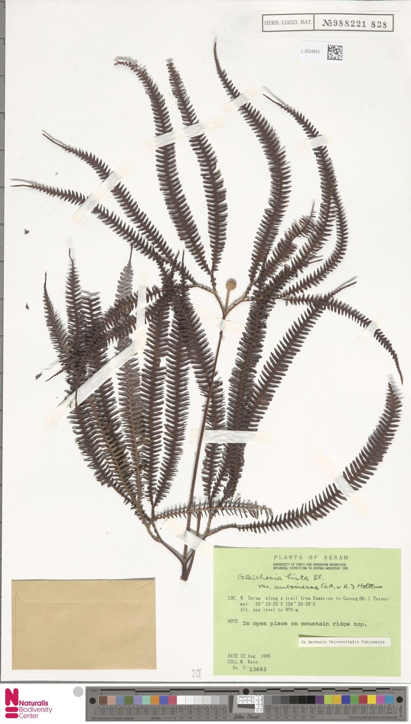 Sticherus hirtus var. amboinensis
