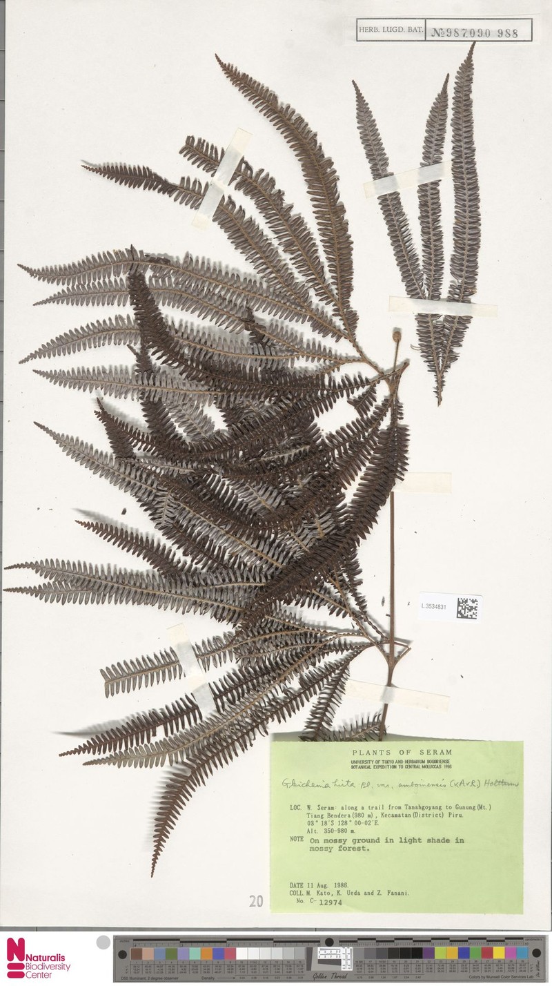 Sticherus hirtus var. amboinensis photo 2