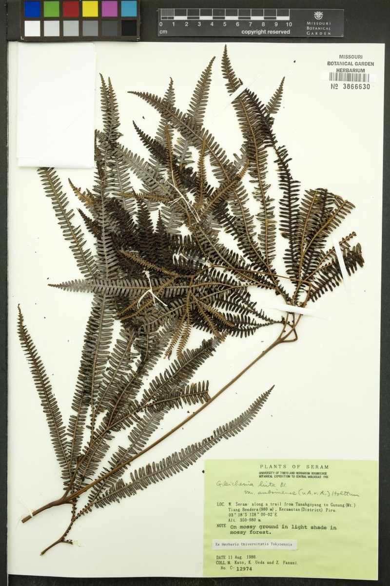 Sticherus hirtus var. amboinensis photo 3