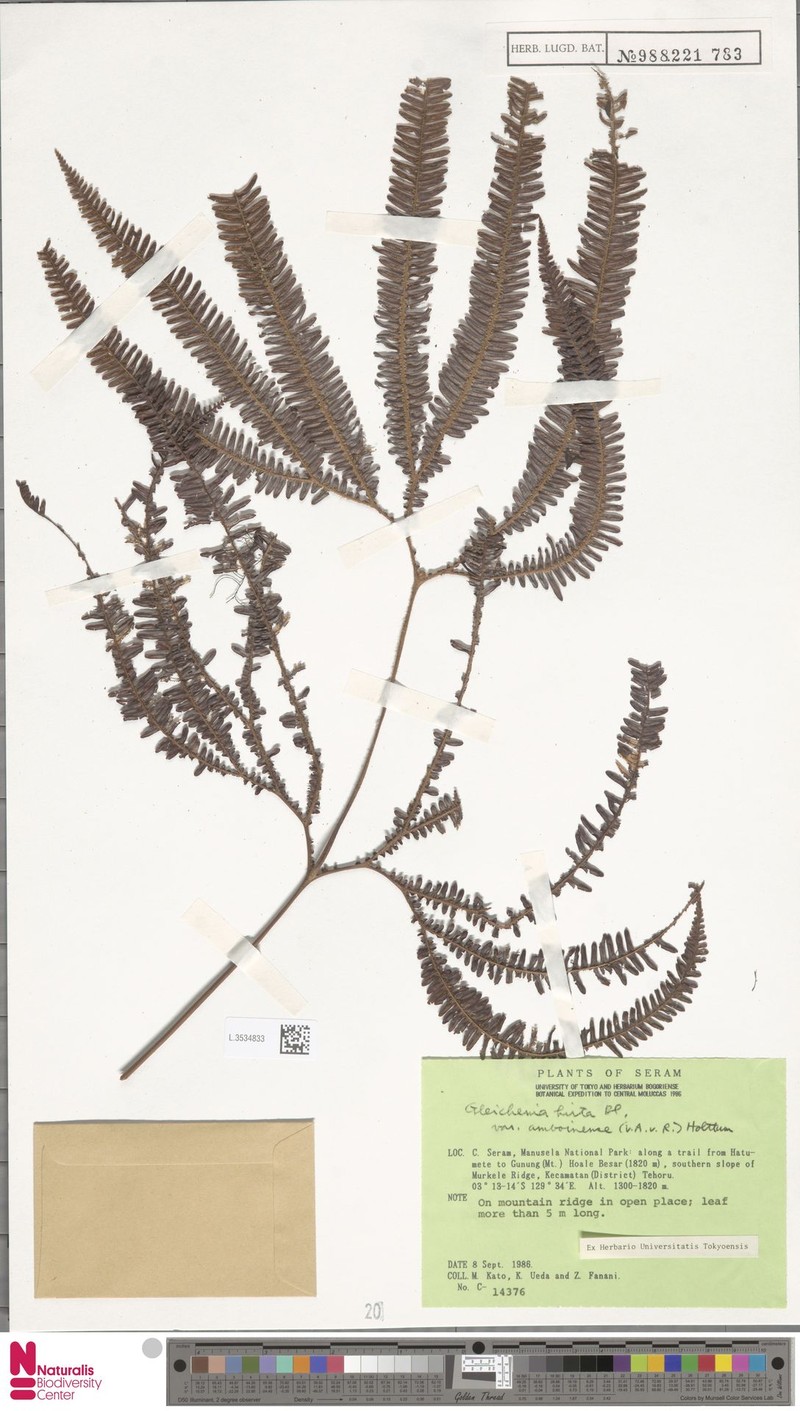Sticherus hirtus var. amboinensis photo 4