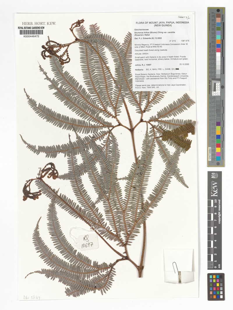 Sticherus hirtus var. candidus
