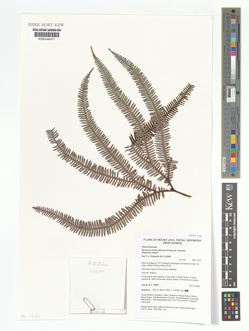 Sticherus hirtus var. candidus photo 2