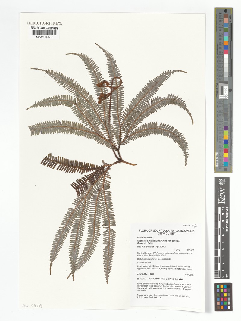 Sticherus hirtus var. candidus photo 3