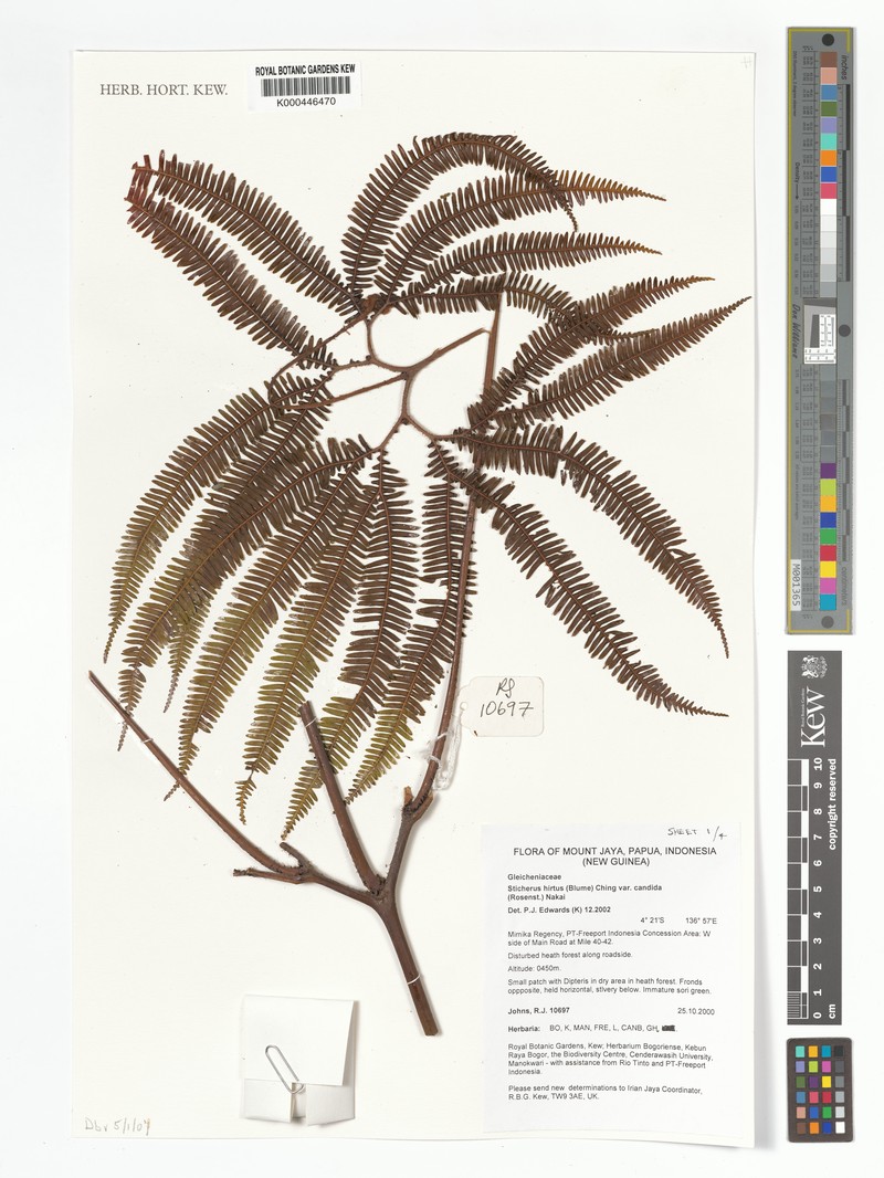 Sticherus hirtus var. candidus photo 4