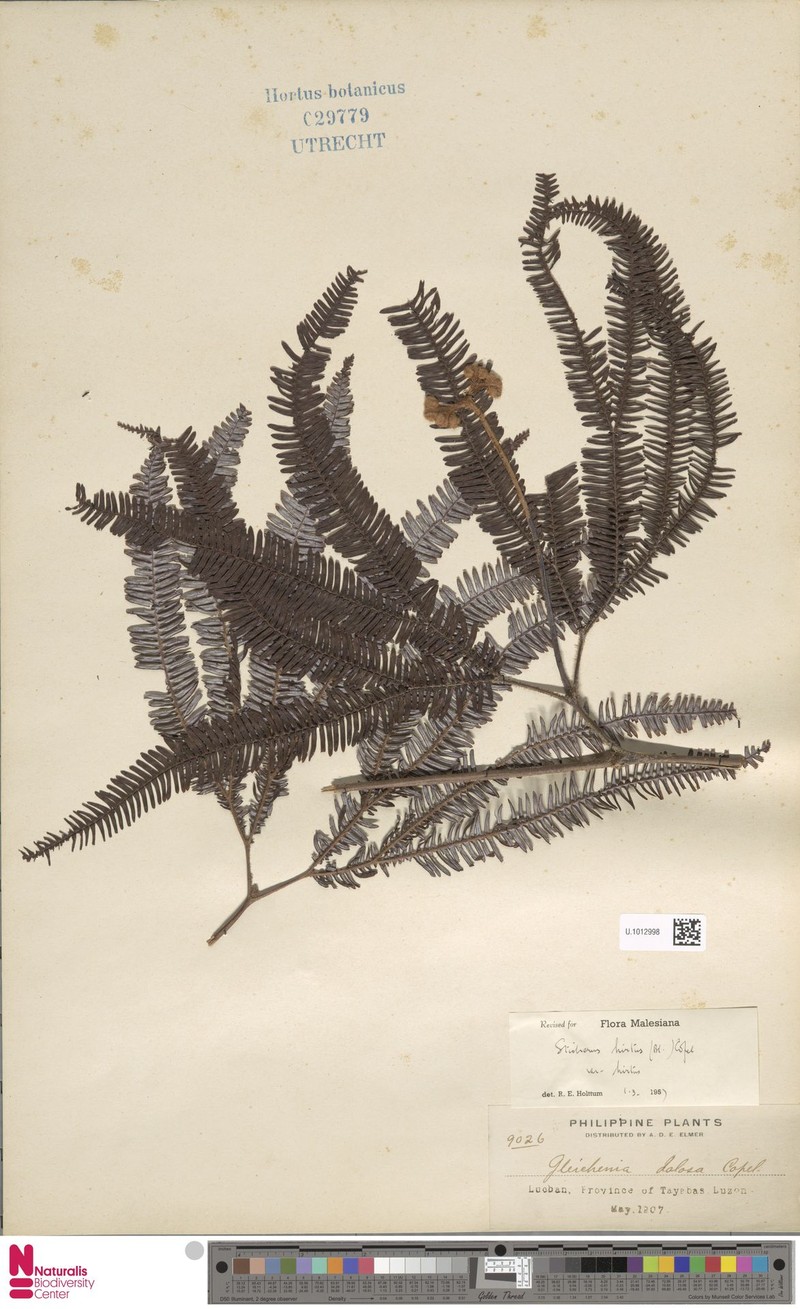 Sticherus hirtus var. hirtus