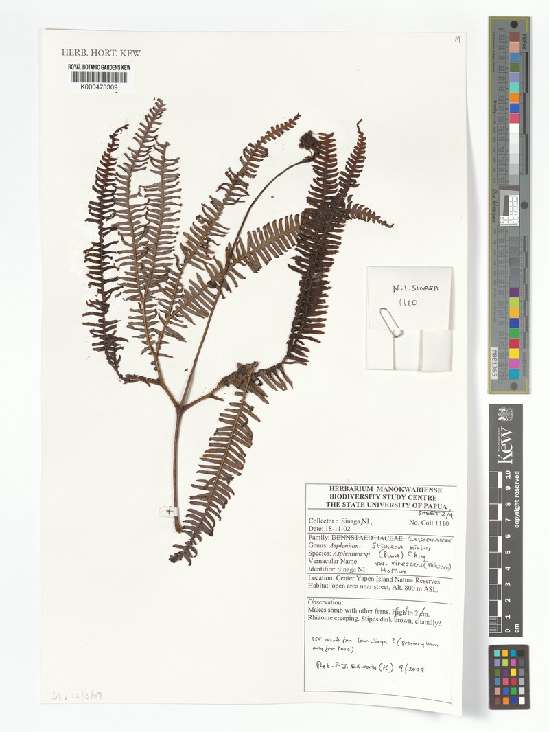 Sticherus hirtus var. virescens