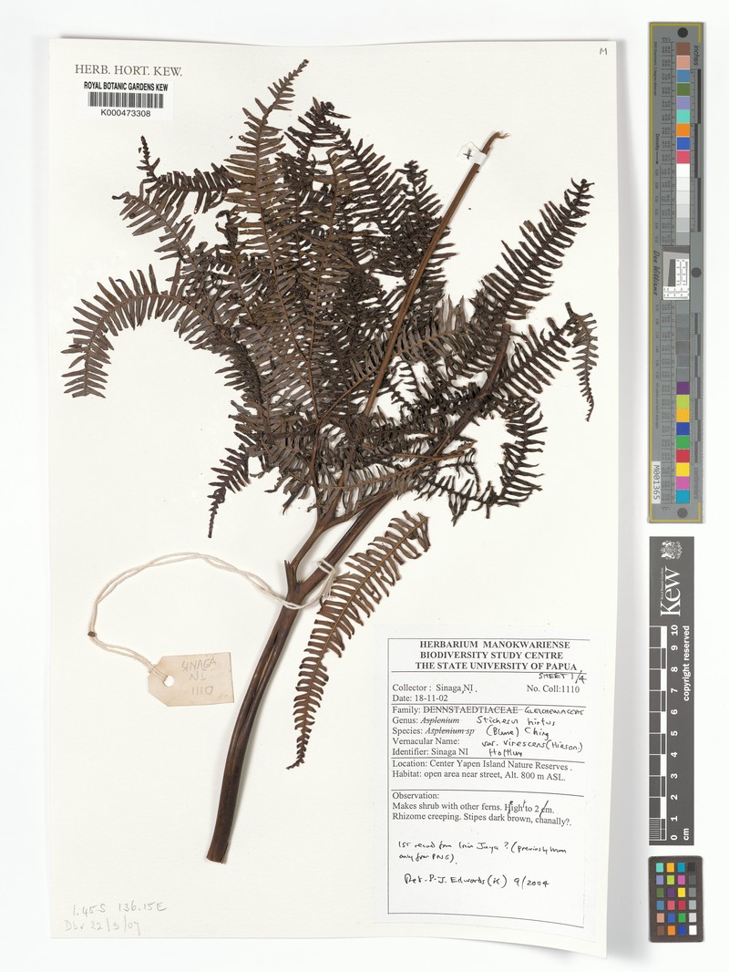Sticherus hirtus var. virescens photo 2