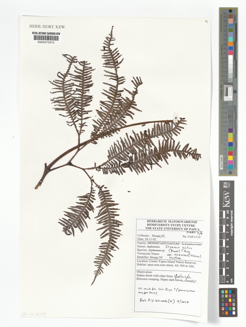 Sticherus hirtus var. virescens photo 3