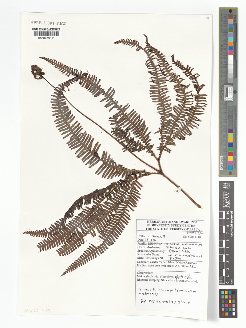 Sticherus hirtus var. virescens photo 4