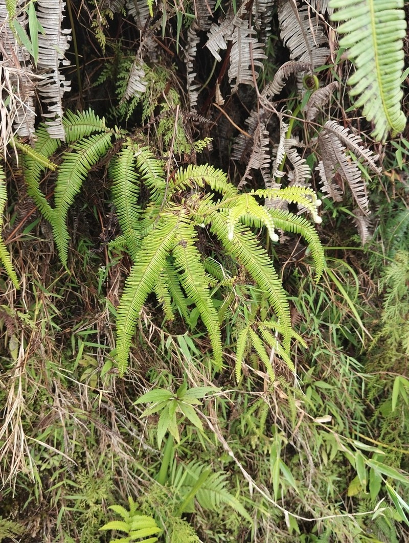 Sticherus hispidus