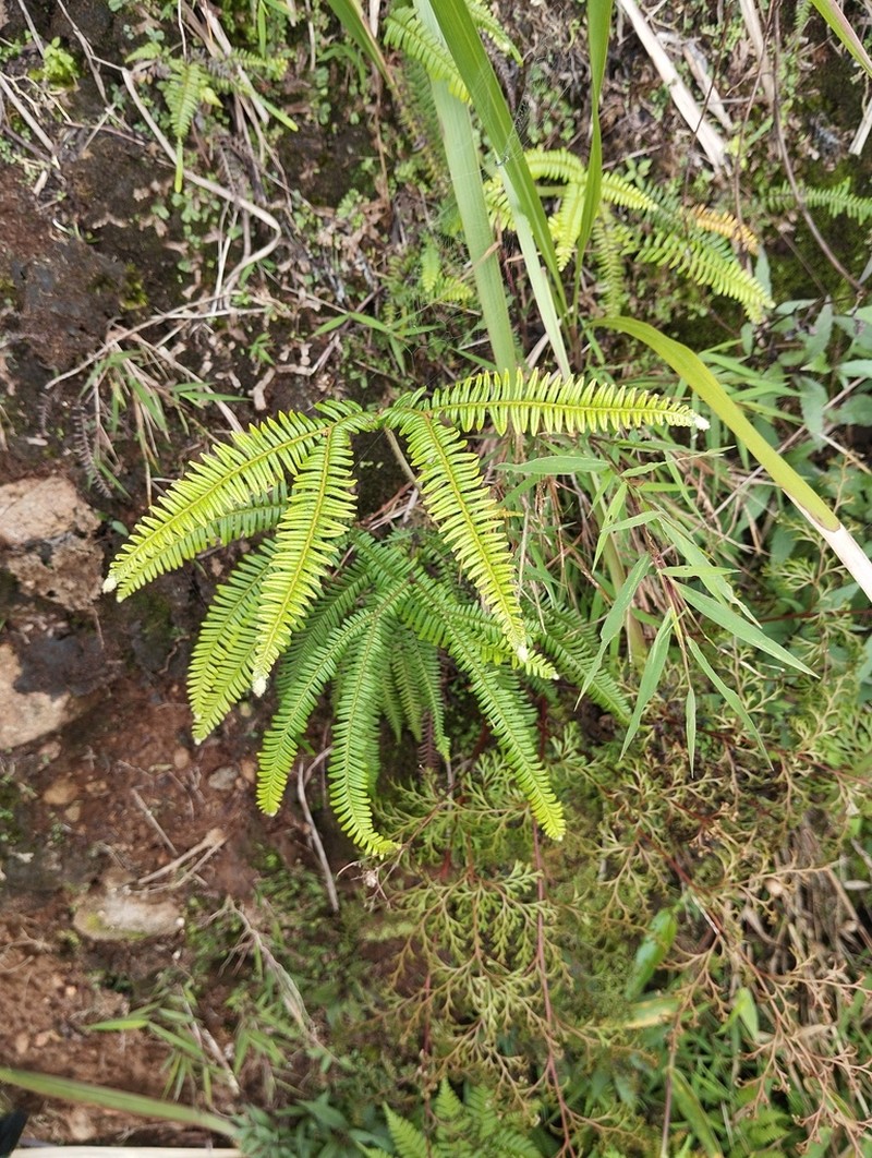 Sticherus hispidus photo 2