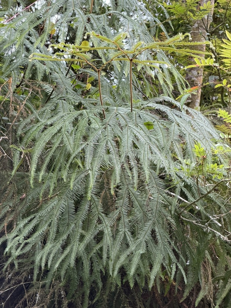Sticherus hispidus photo 4