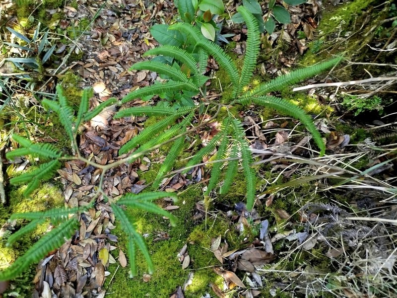Sticherus hispidus photo 5