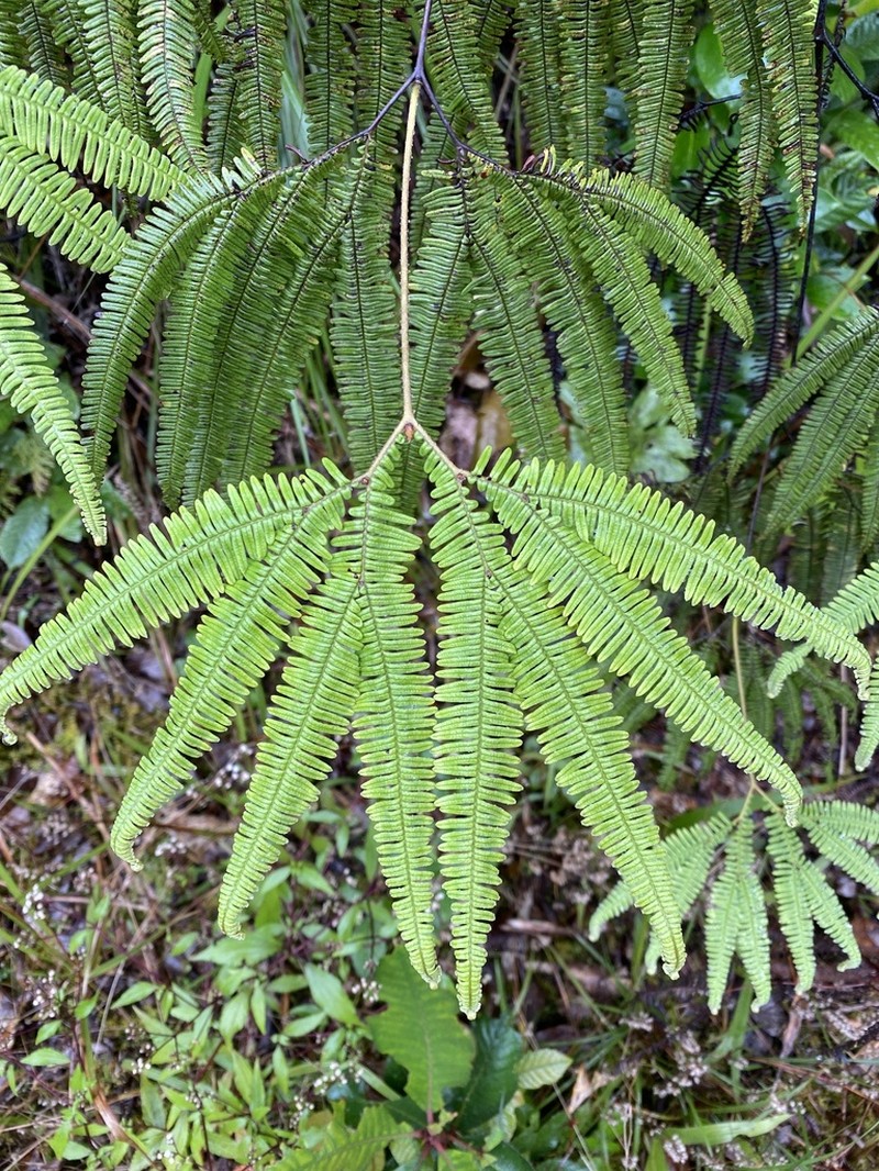 Sticherus hispidus photo 6
