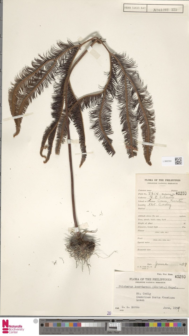 Sticherus hispidus photo 7