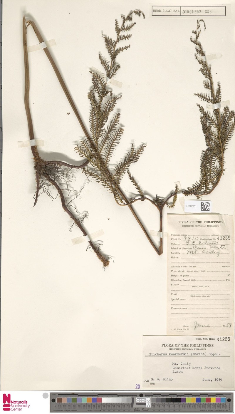 Sticherus hispidus photo 8