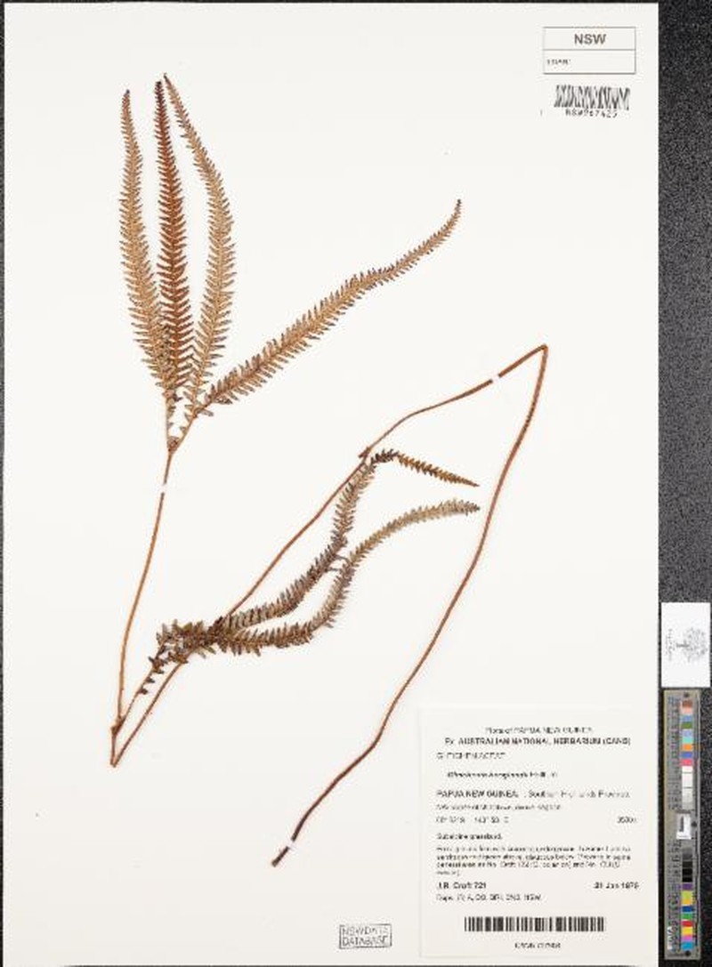 Sticherus hooglandii