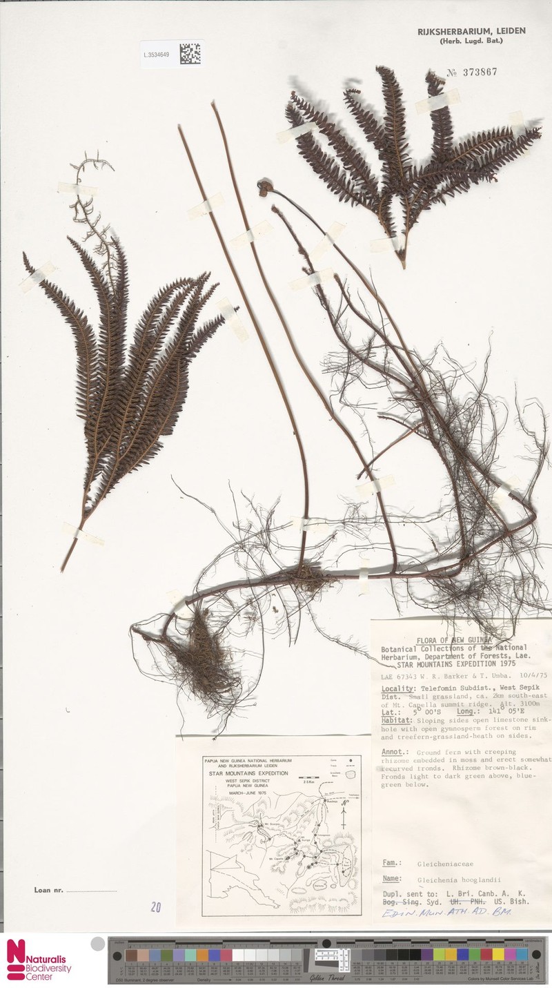 Sticherus hooglandii photo 2