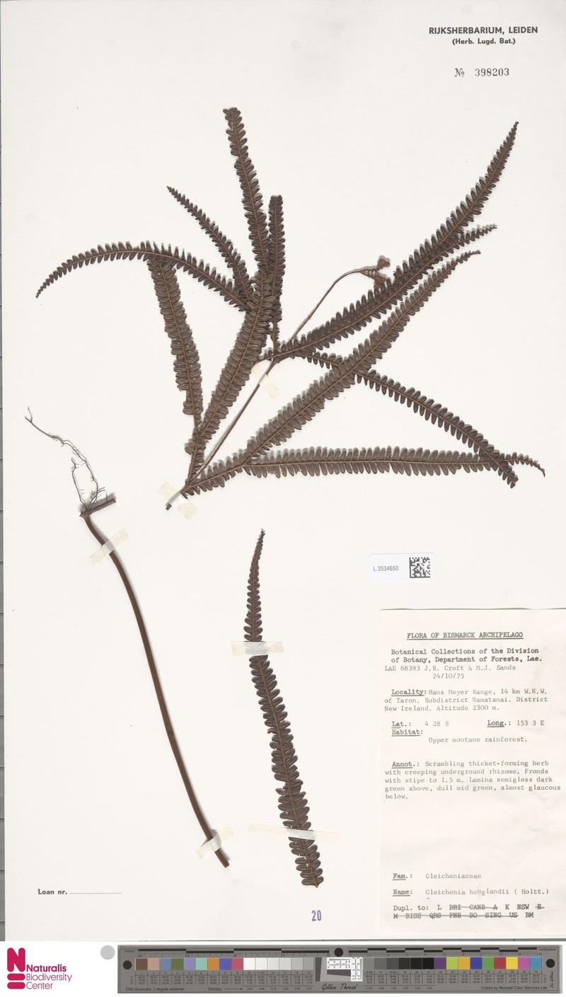Sticherus hooglandii photo 3
