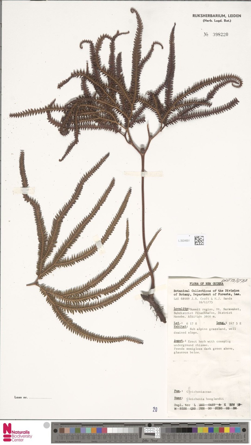 Sticherus hooglandii photo 4