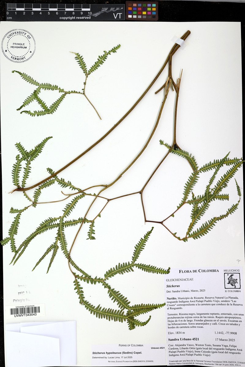 Sticherus hypoleucus photo 2