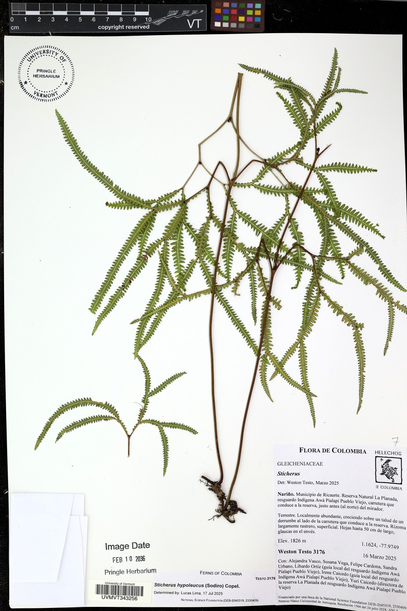 Sticherus hypoleucus photo 3
