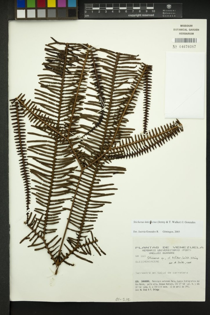 Sticherus interjectus