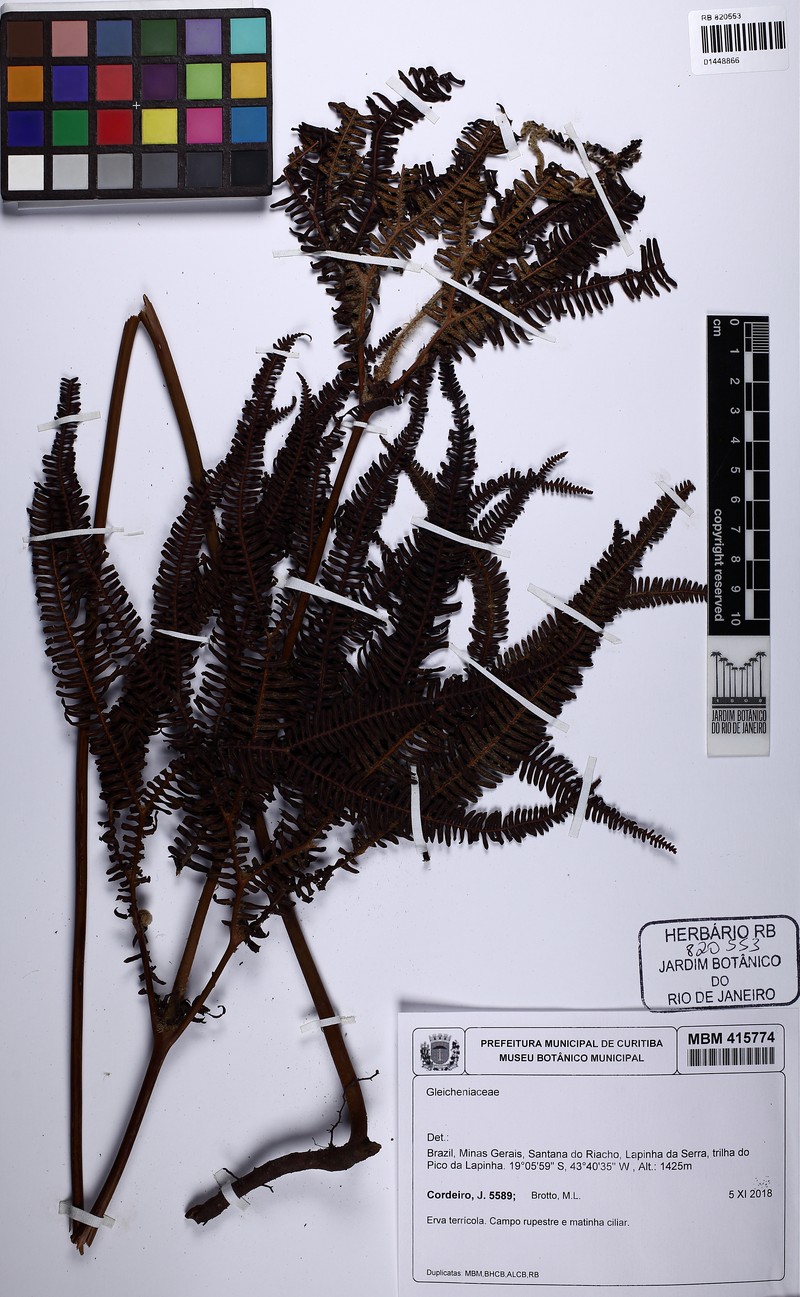 Sticherus lanosus