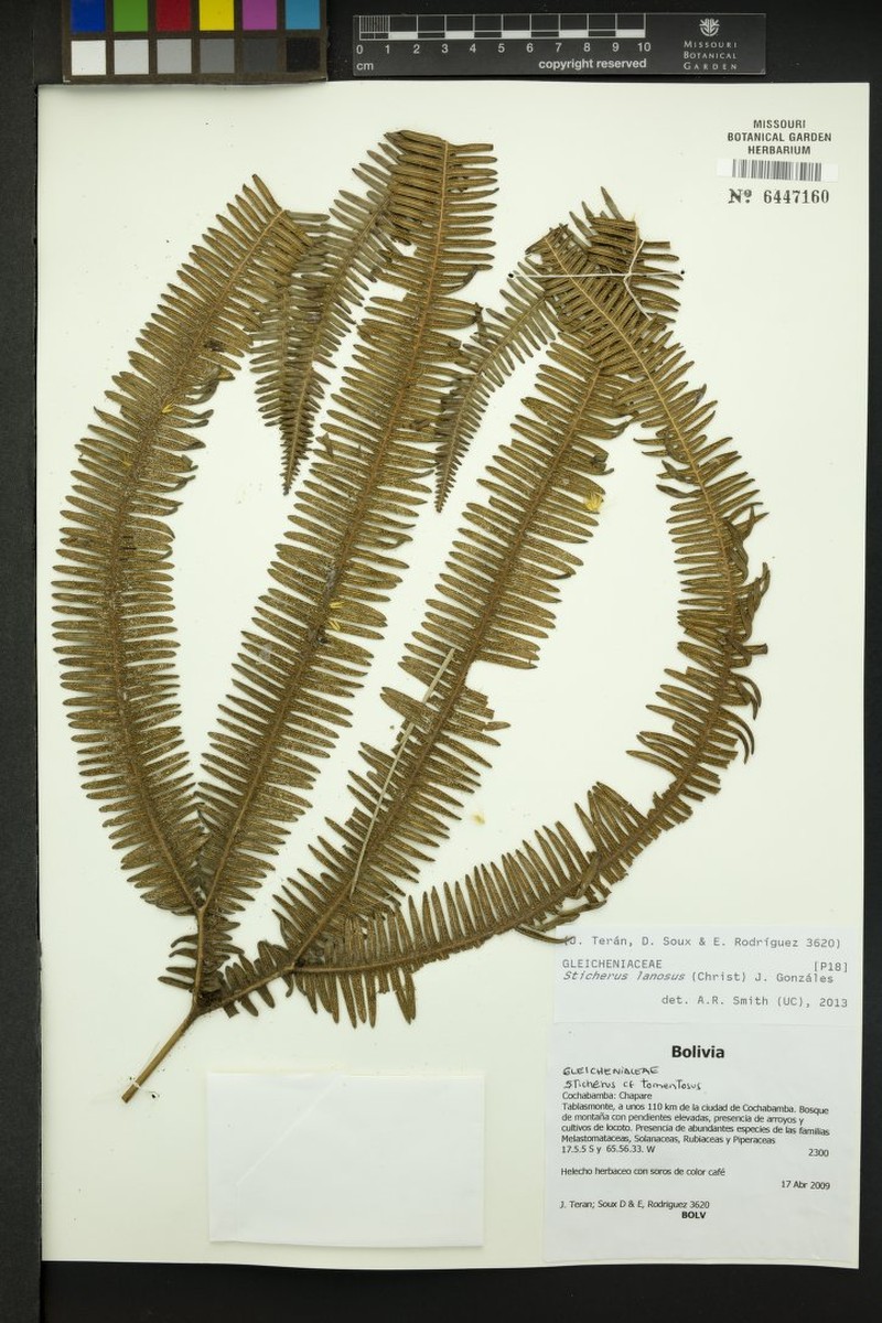 Sticherus lanosus photo 2