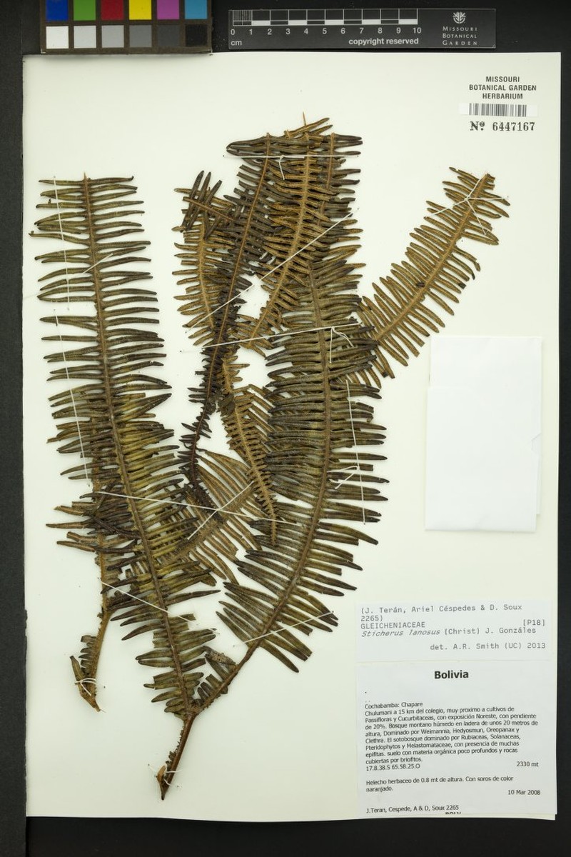 Sticherus lanosus photo 3