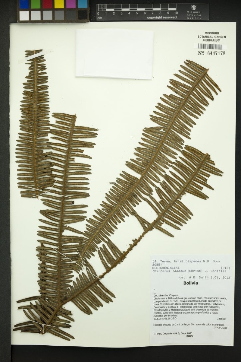 Sticherus lanosus photo 4