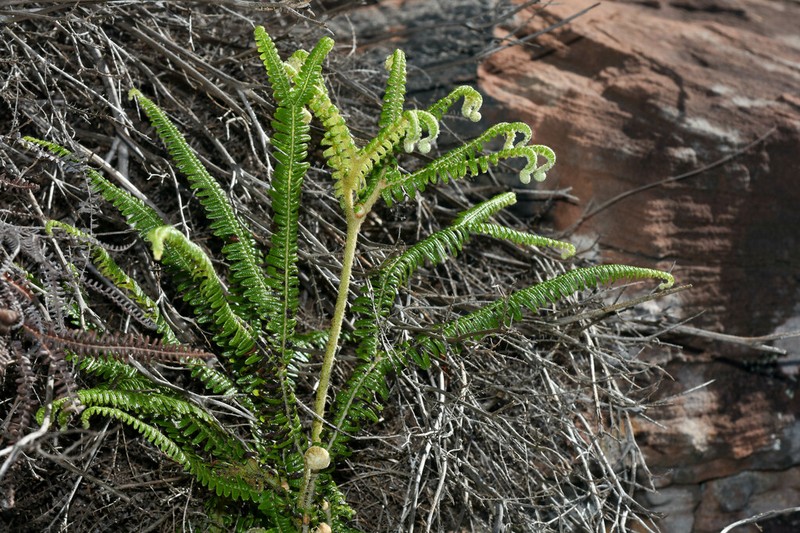 Sticherus lanuginosus