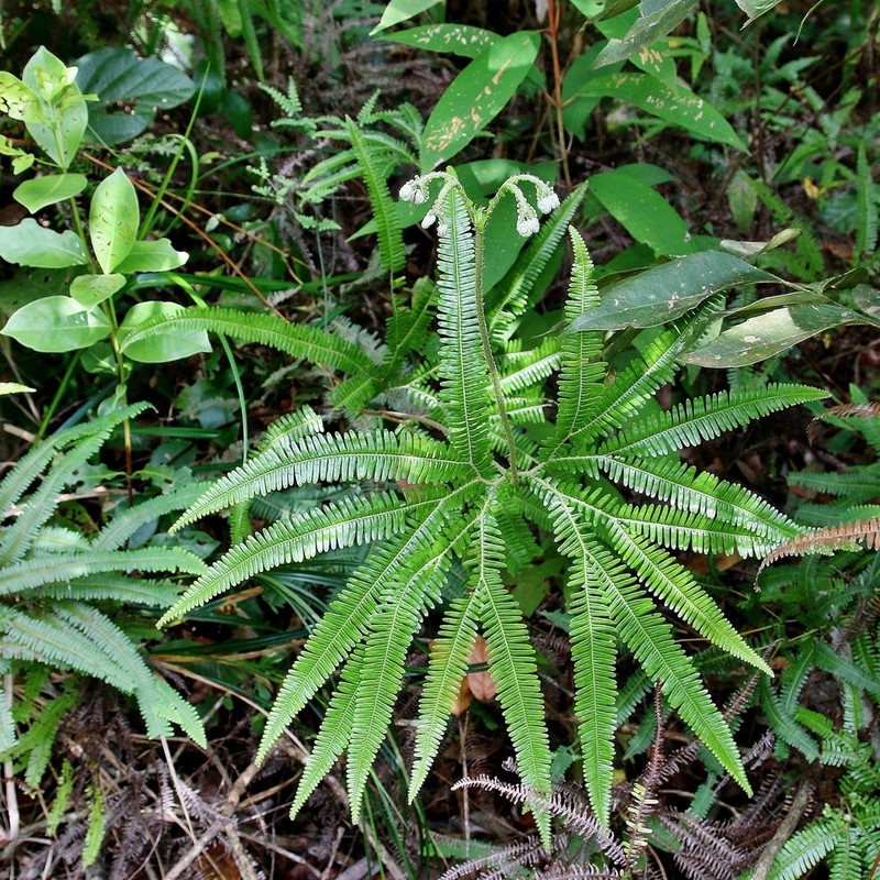 Sticherus lanuginosus photo 2