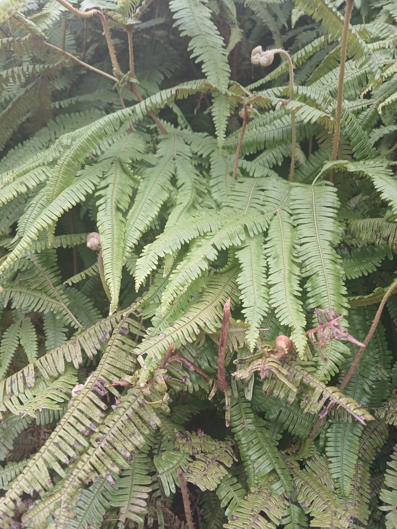 Sticherus lanuginosus photo 3