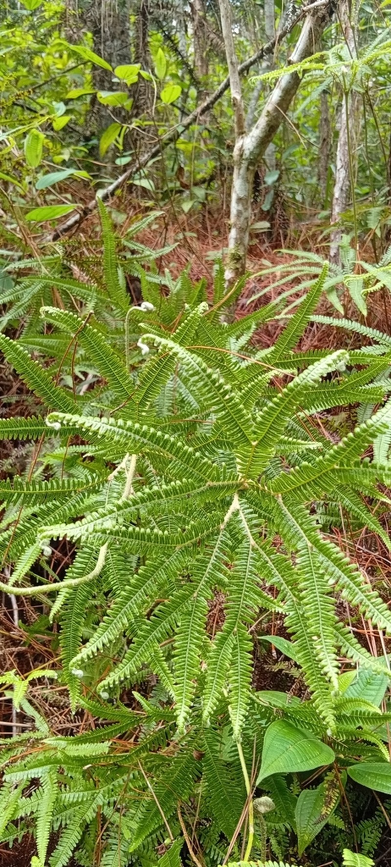 Sticherus lanuginosus photo 5