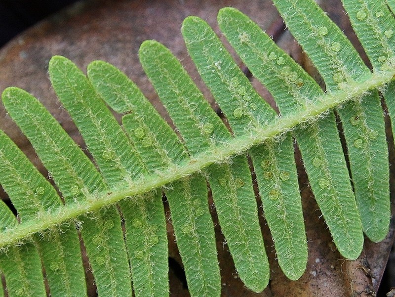 Sticherus lanuginosus photo 6