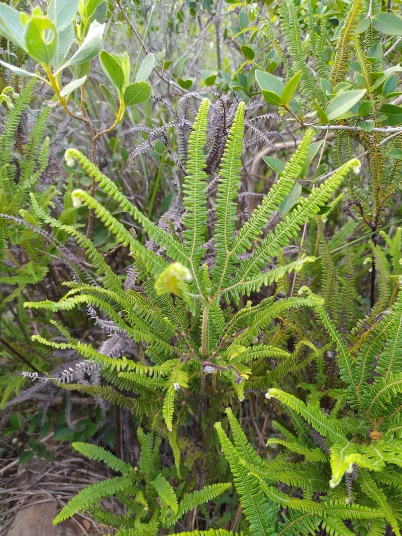 Sticherus lanuginosus photo 7