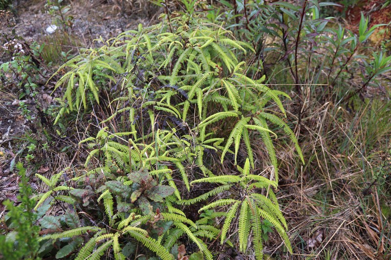 Sticherus lanuginosus photo 8