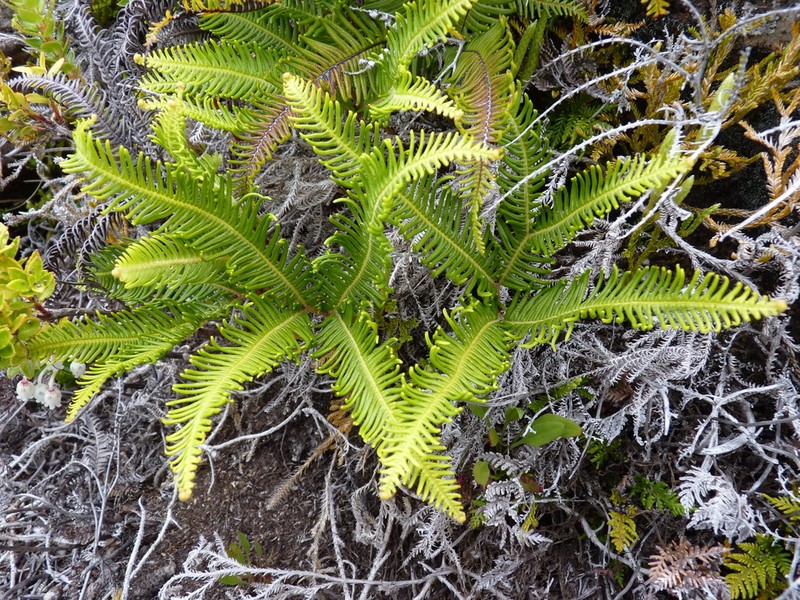 Sticherus lepidotus
