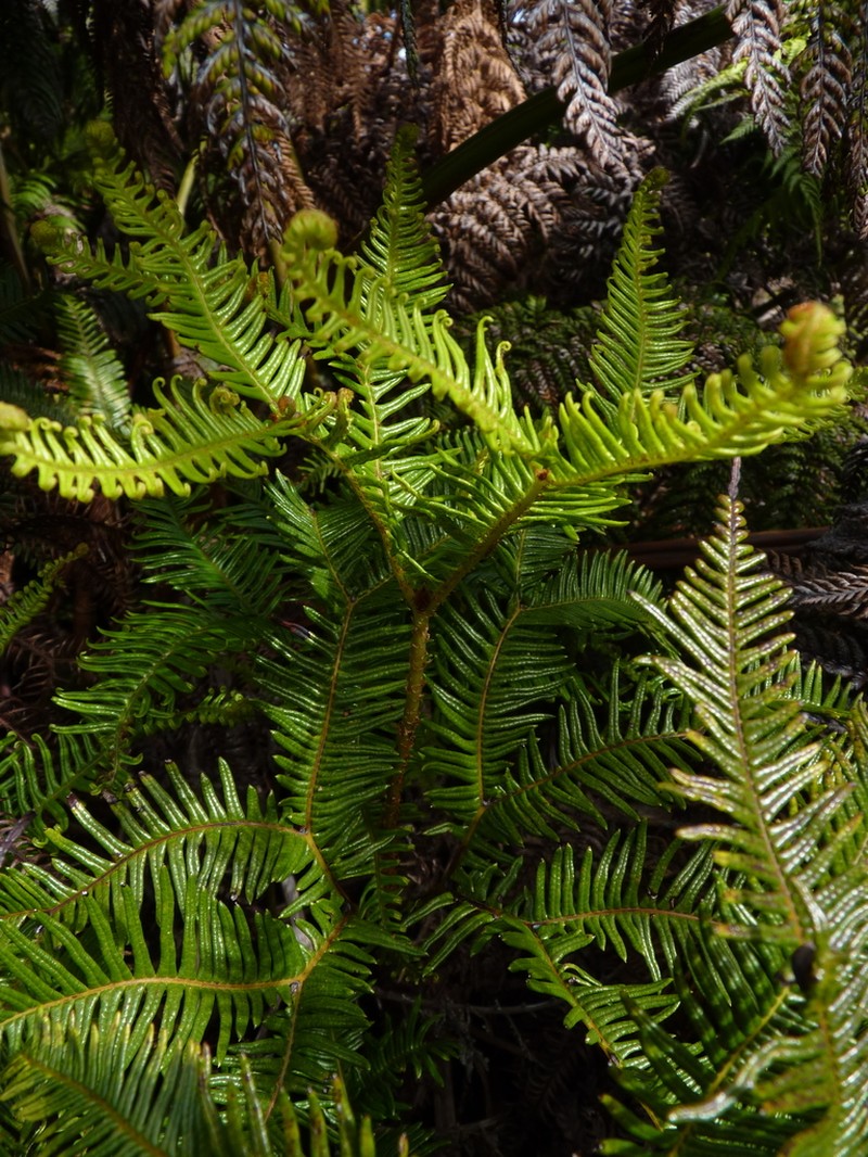 Sticherus lepidotus photo 3