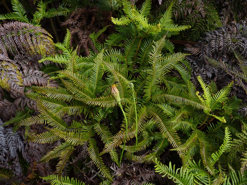 Sticherus lepidotus photo 4